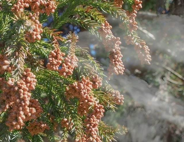 花粉症スギ