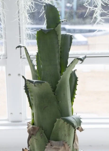 ホヘンベルギア