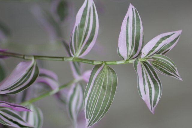 トラデスカンチア