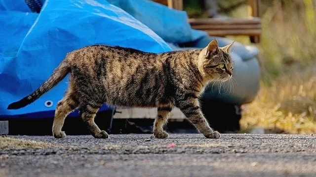 猫よけ