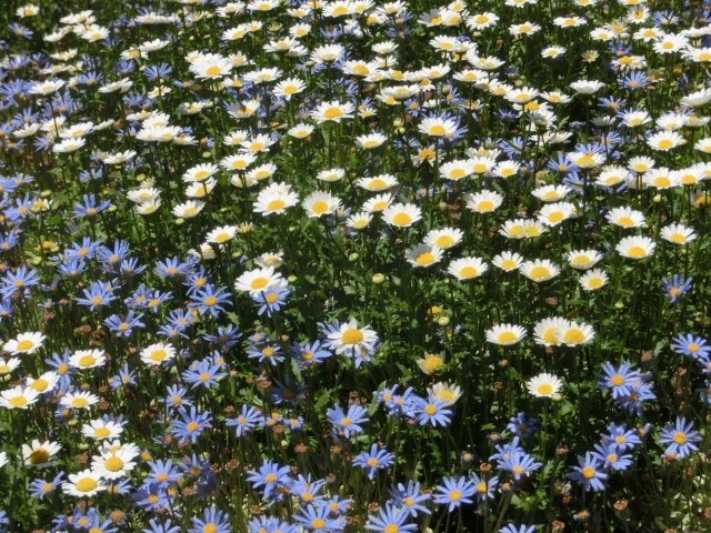 ブルーデージー