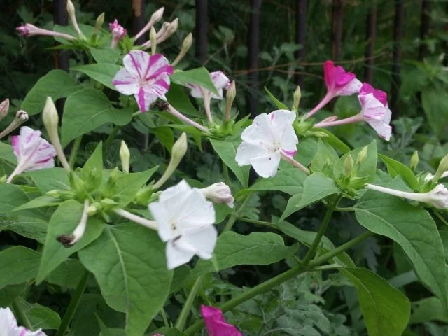 オシロイバナ