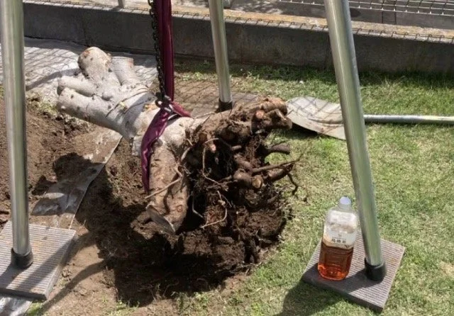 抜根