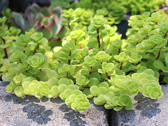 丸葉万年草