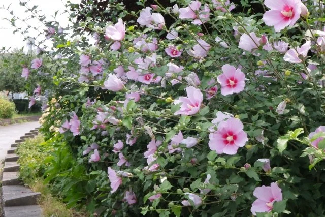 ムクゲ花