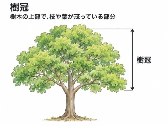 樹冠