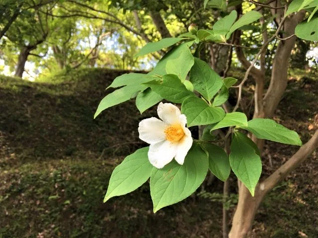 ヒメシャラ