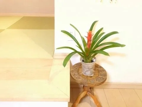 グズマニア鉢植え