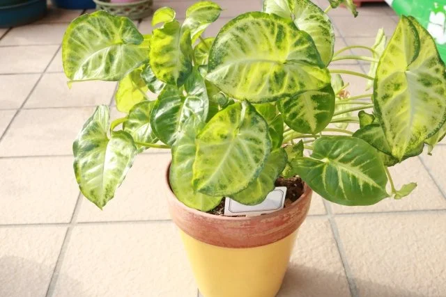 シンゴニウム鉢