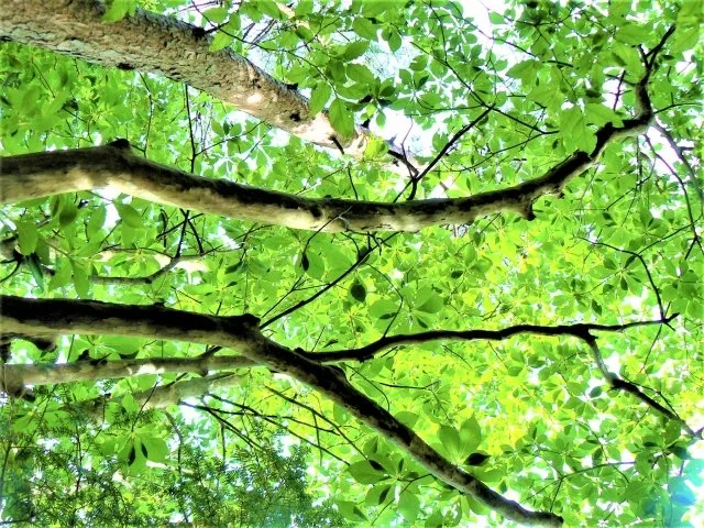リョウブ