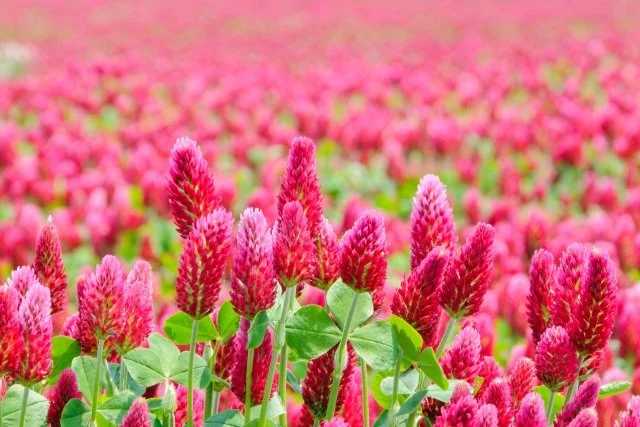 クリムゾンクローバー