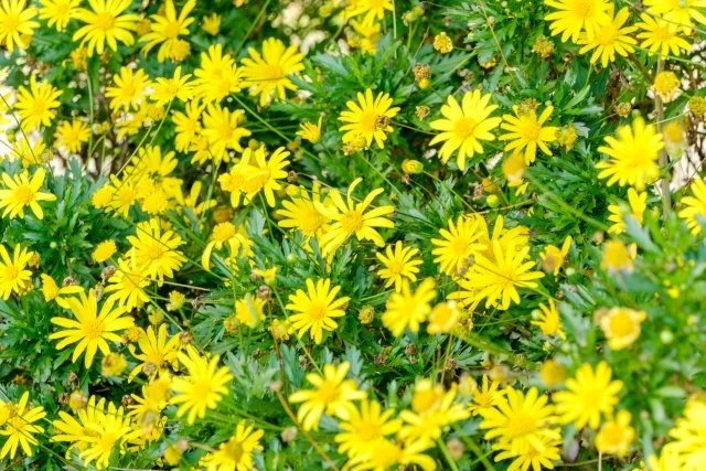 ユリオプスデージー