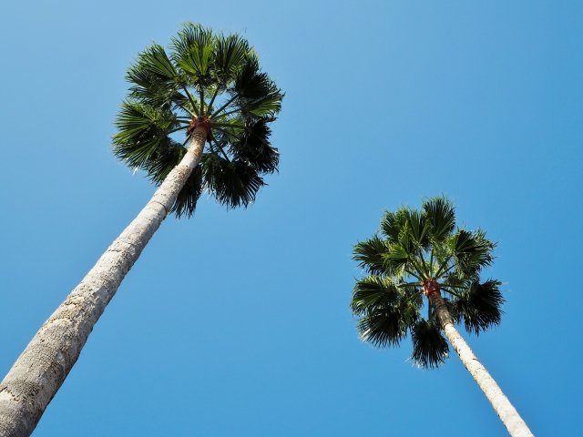 ワシントンヤシ