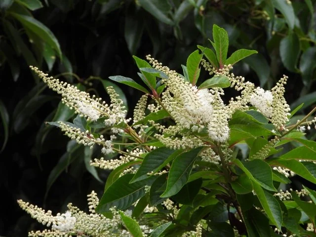 リョウブ花