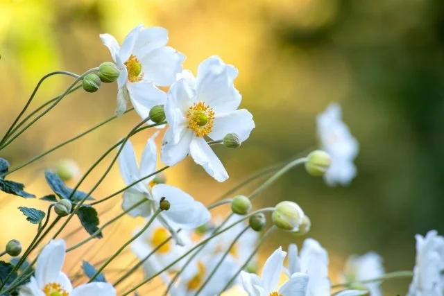 シュウメイギク