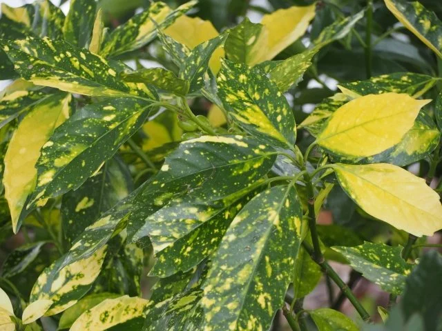 アオキ斑入り