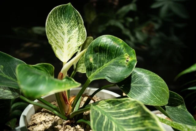 フィロデンドロン