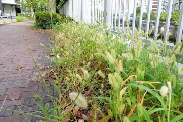 エノコログサ