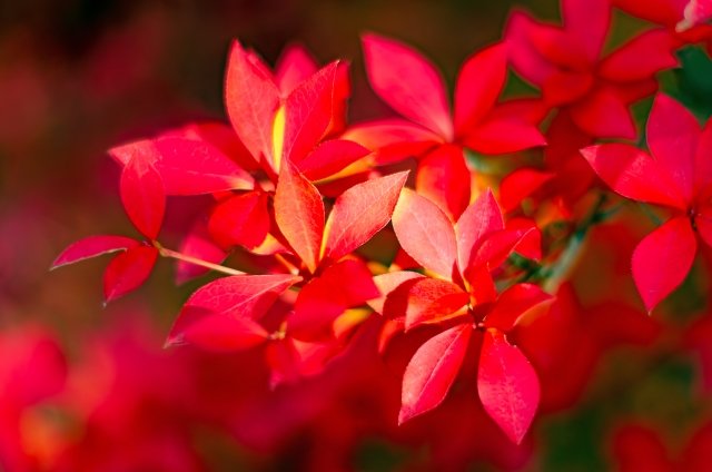 ドウダンツツジ紅葉