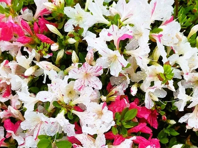 ツツジの源平咲き