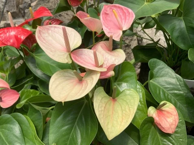 アンスリウムピンク