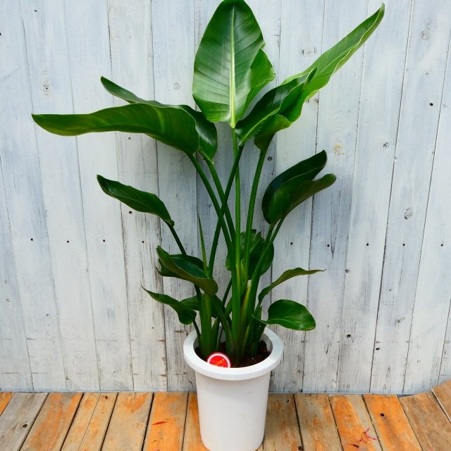 ストレリチア鉢