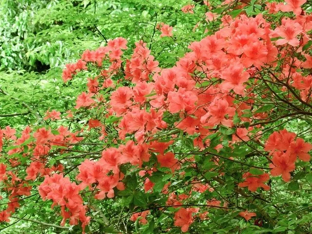 ヤマツツジ