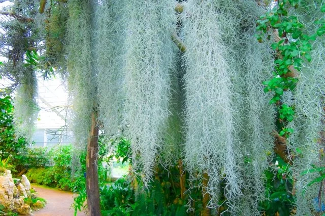 ウスネオイデス