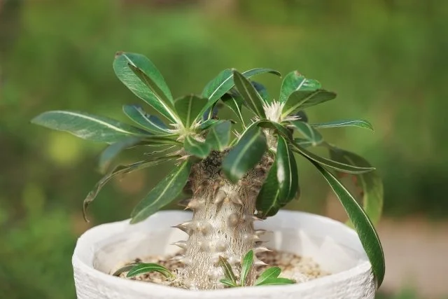 パキポディウム鉢