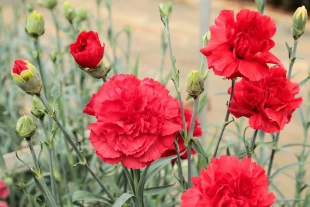 カーネーション