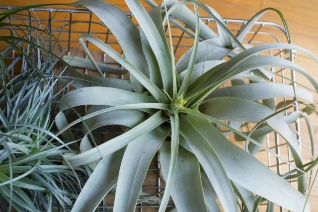 キセログラフィカ