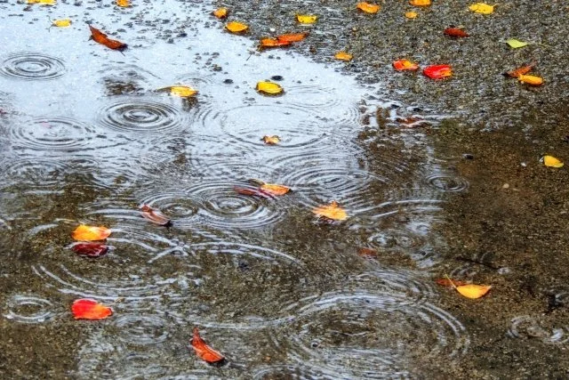 秋の長雨