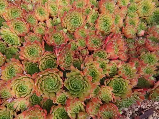 センペルビウム