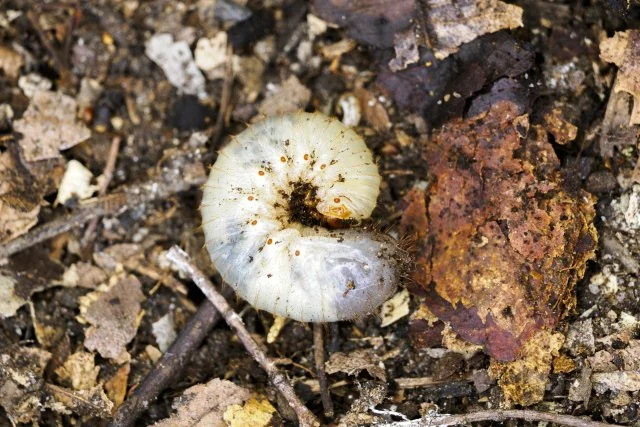 コガネムシ幼虫