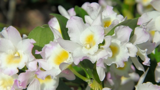 デンドロビウム花