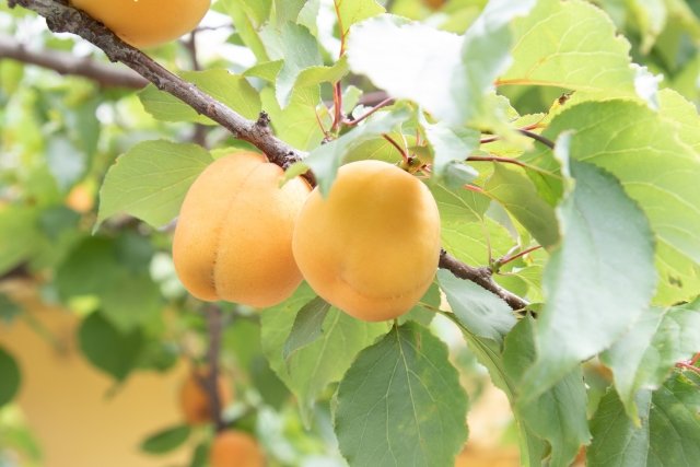 アンズ（杏）の育て方｜春の花と初夏の実を楽しむ果樹の特徴・剪定・管理方法を解説 — BOTANICA：園芸・造園・ガーデニング・植物の情報サイト
