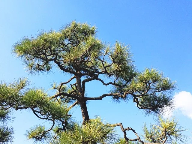 クロマツ