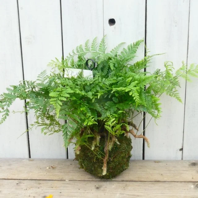 シノブシダ苔玉