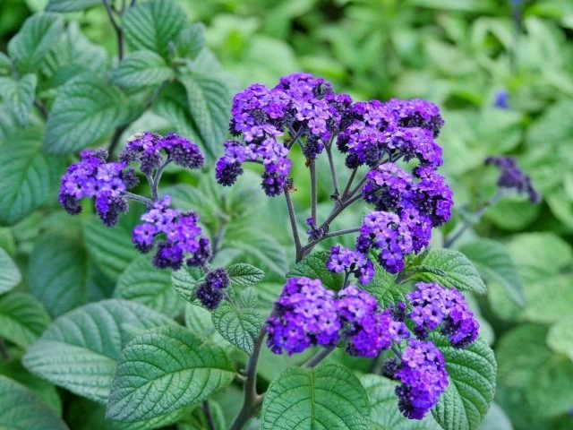 ヘリオトロープ花