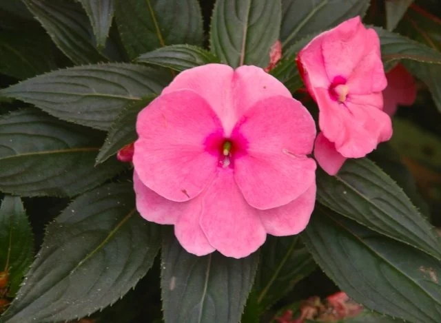 インパチェンス