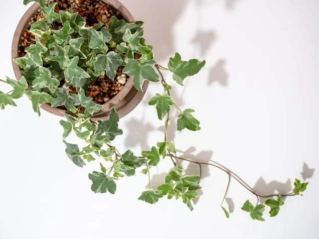 アイビーヘデラ