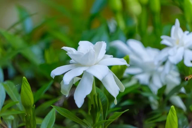 クチナシ花