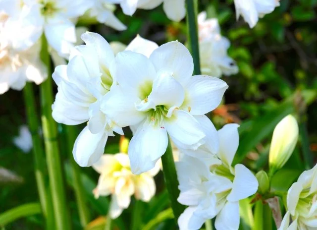 ベラドンナリリー