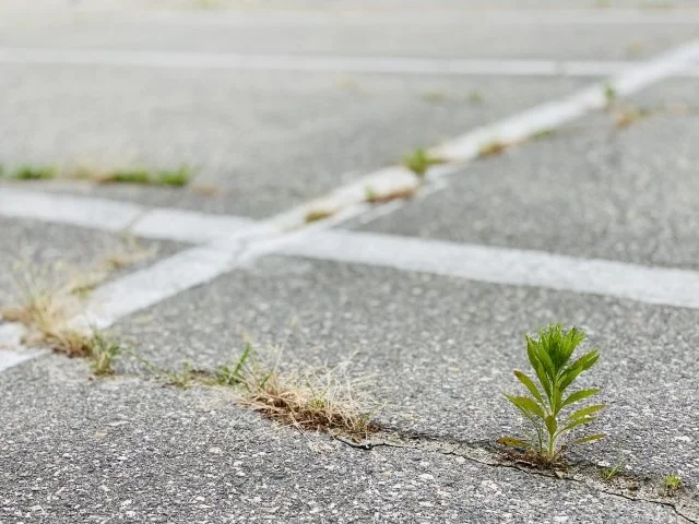駐車場の雑草
