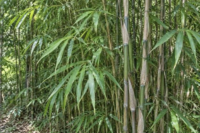 メダケ（女竹）