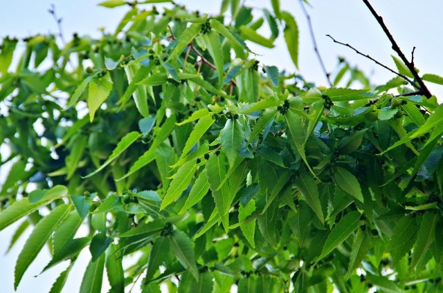 四季折々の美しさを楽しむ!ケヤキの魅力と剪定のコツ — BOTANICA:園芸・造園・ガーデニング・植物の情報サイト