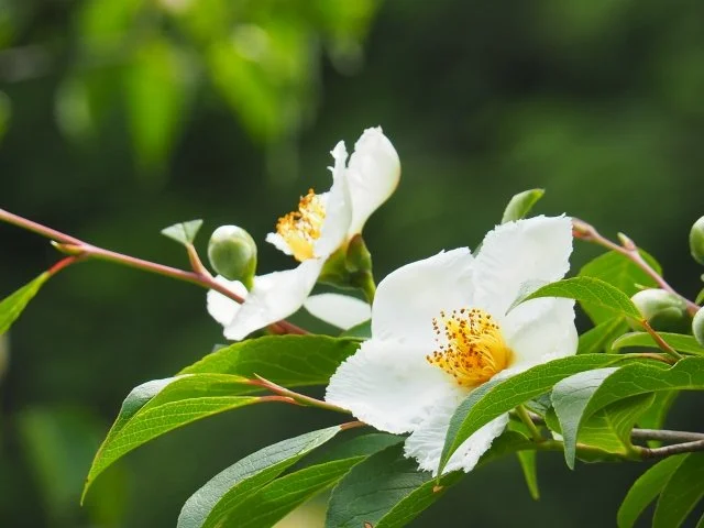 ナツツバキ花