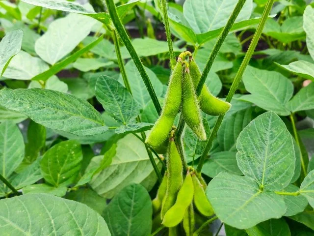 エダマメ