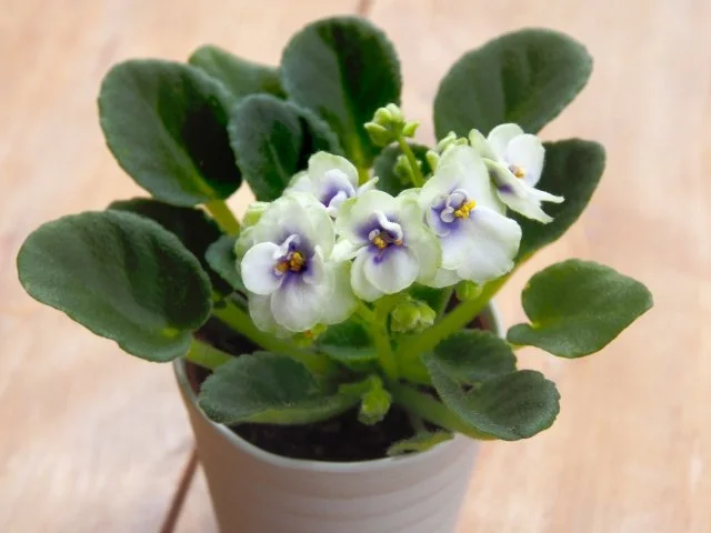 セントポーリア白