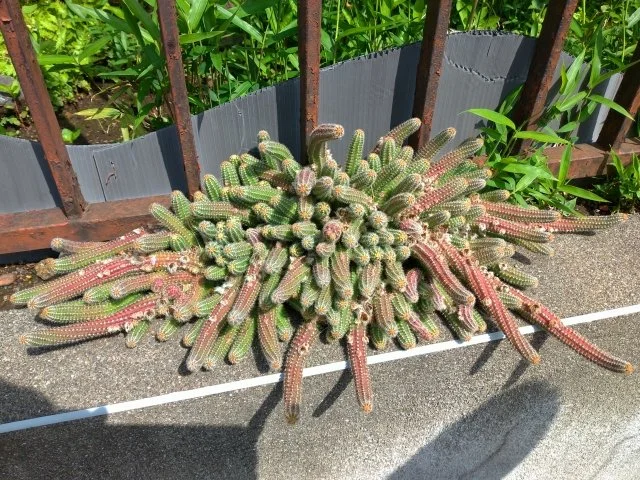 ヒルデウィンテラ